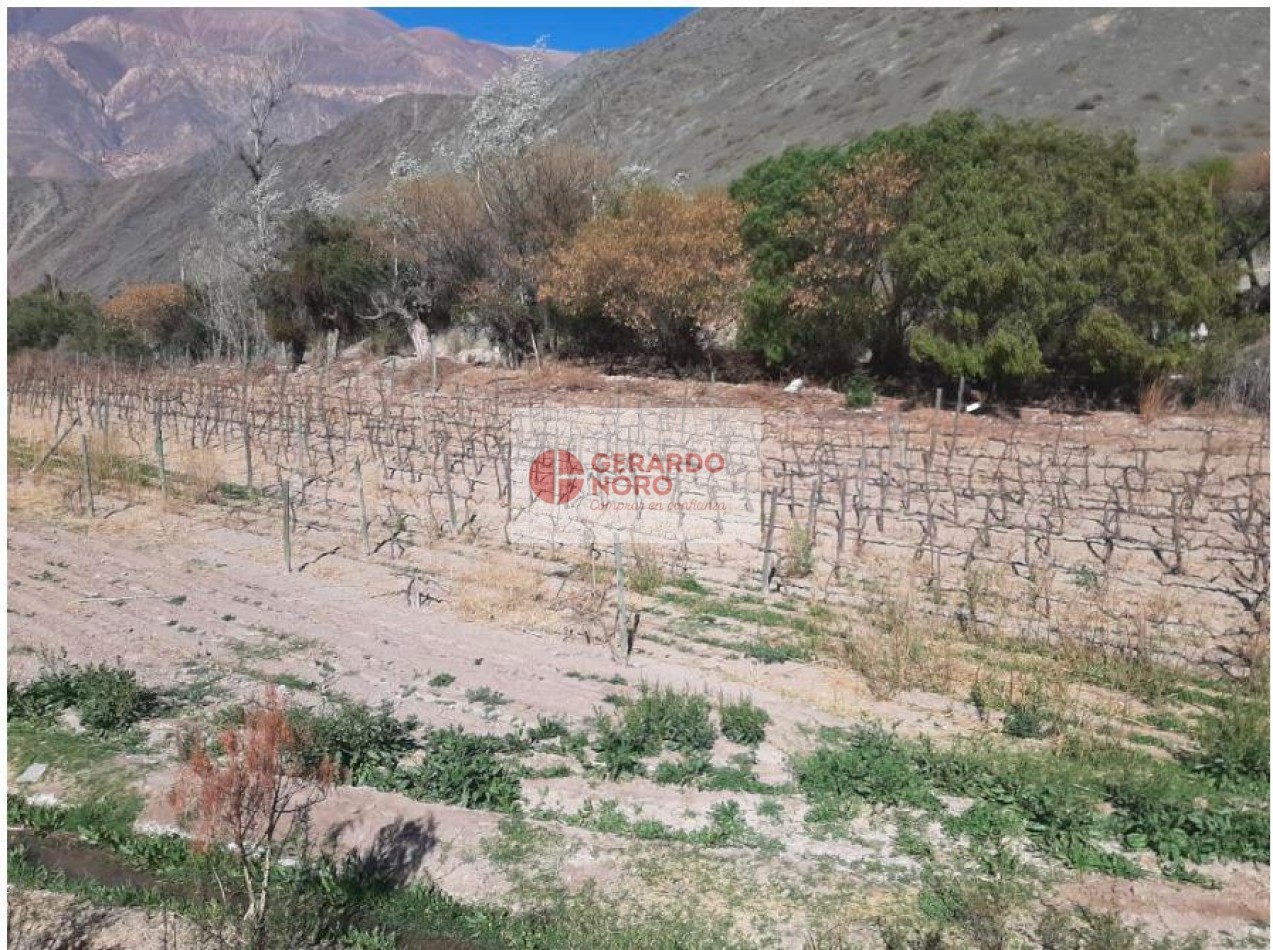 FINCA VITIVINICOLA EN VENTA EN PURMAMARCA - EL REPARO 