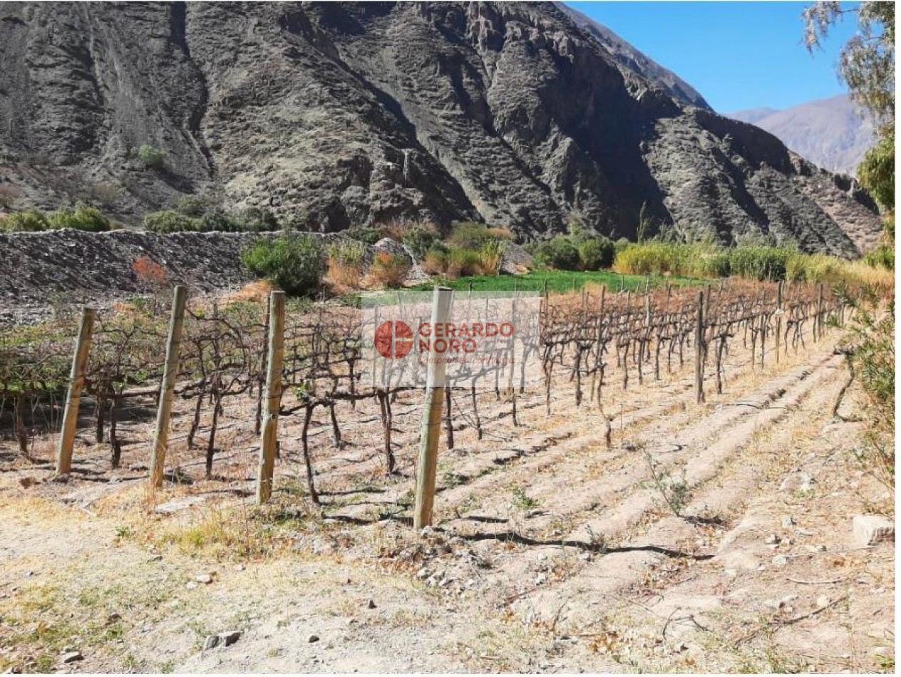 FINCA VITIVINICOLA EN VENTA EN PURMAMARCA - EL REPARO 