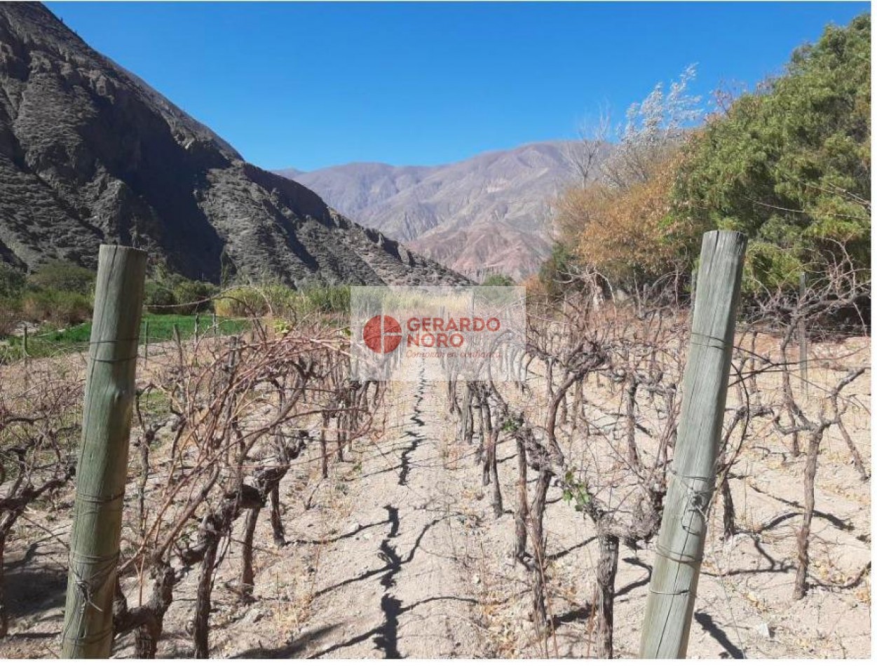 FINCA VITIVINICOLA EN VENTA EN PURMAMARCA - EL REPARO 