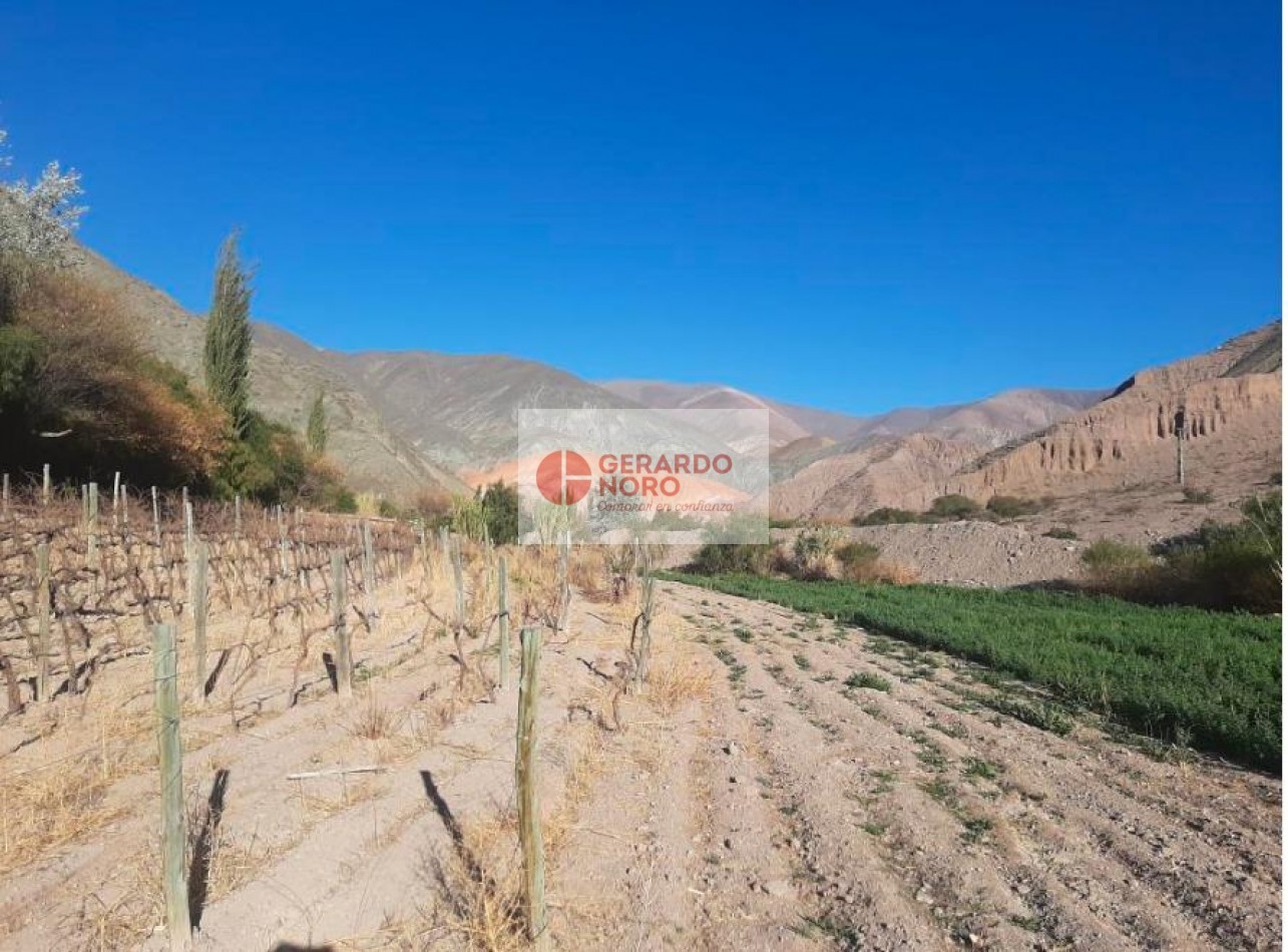 FINCA VITIVINICOLA EN VENTA EN PURMAMARCA - EL REPARO 