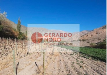 FINCA VITIVINICOLA EN VENTA EN PURMAMARCA - EL REPARO 